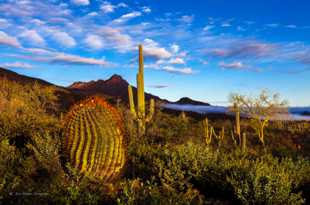 Saguaro National Park-6421-3.jpg